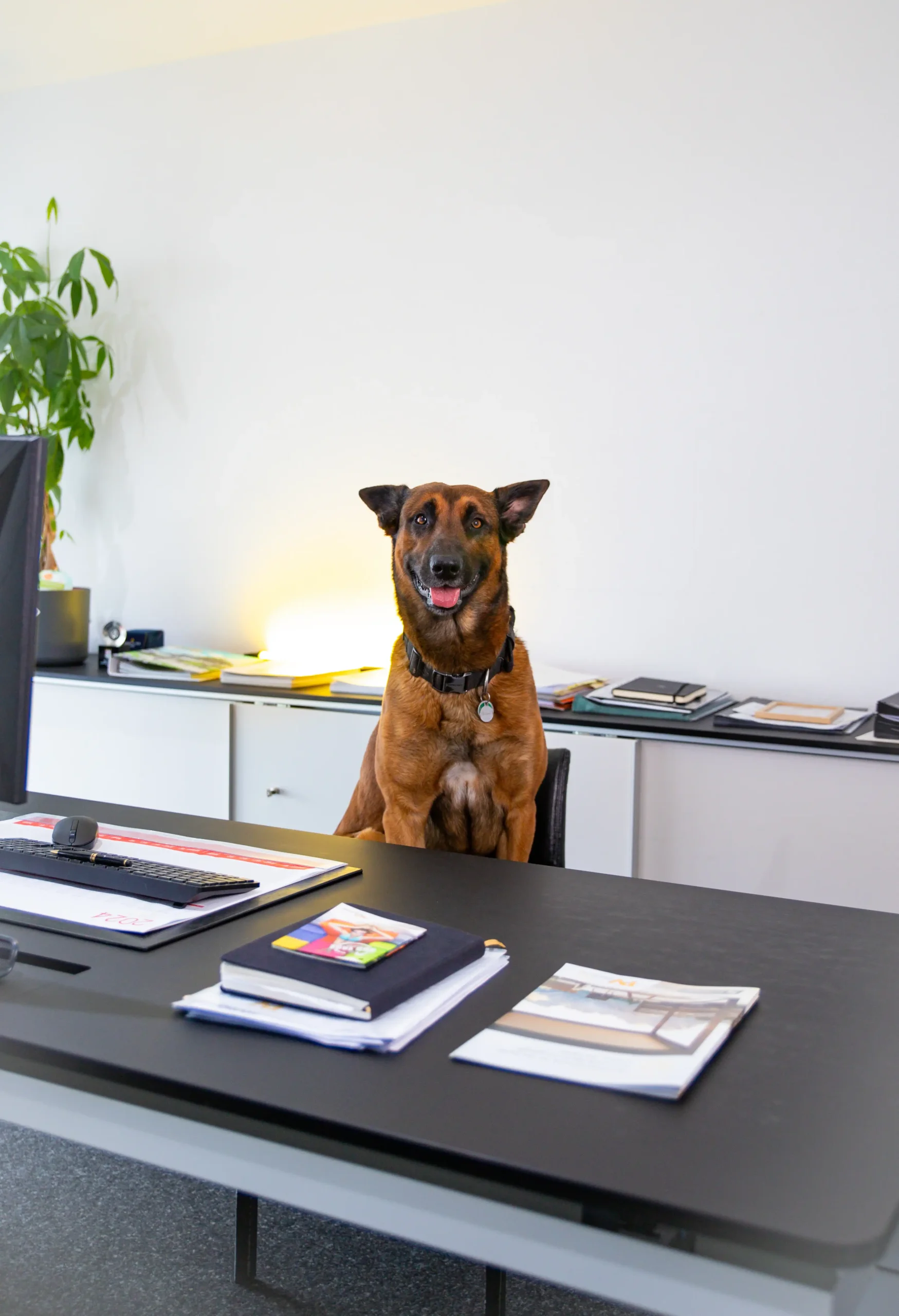 Bürohund und Treue Seele